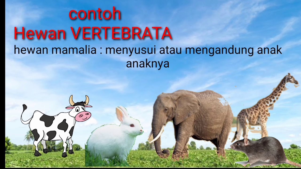  Hewan  Vertebrata  dan Invertebrata Materi IPA kelas  5 YouTube