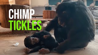 Primate Playtime at Zoo Palmyre