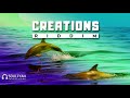 **FREE** Reggae Instrumental Beat 2019 ►CREATIONS RIDDIM◄ by SoulFyah Productions