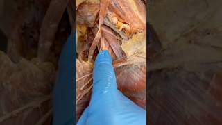 Look At How Many Nerves Come Out of Your Neck