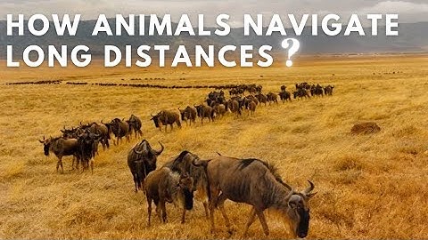 How Animals Navigate Long Distances? - How They Gather All Animals?