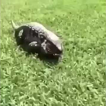 Katak melompat kren banget buat terkejut