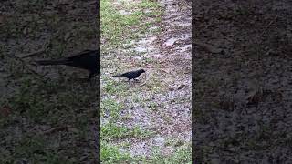 Wild - Savage #nature