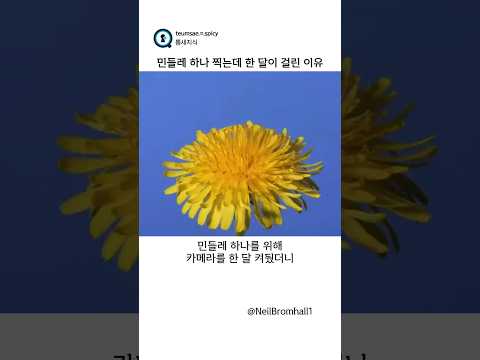 민들레 하나 찍는데 한 달이 걸린 이유   (NeilBromhall1) thumbnail