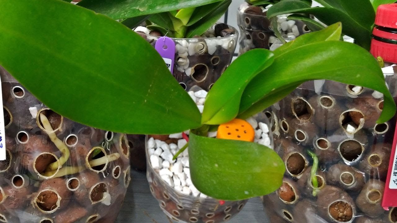 Como plantar Orquídea na Argila Expandida| Nesse substrato sua orquídea se desenvolve muito!!!