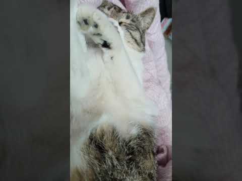 폭신한 고양이