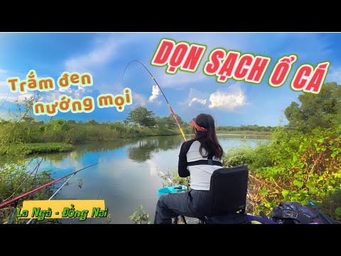Câu cá ngay ổ trắm đen khủng ở bãi câu thiên nhiên | Trắm đen nướng mọi siêu ngon | VY HAN FISHING