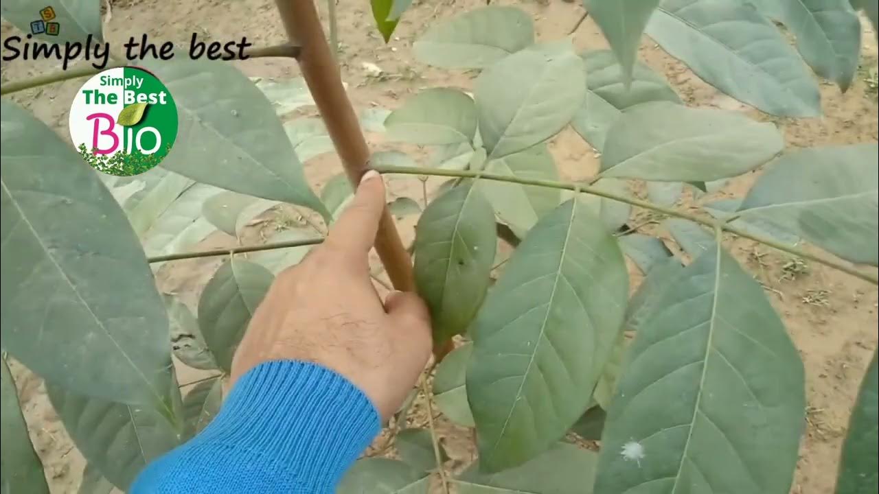 what-is-the-difference-between-leaf-and-leaflet-by-simply-the-best-bio