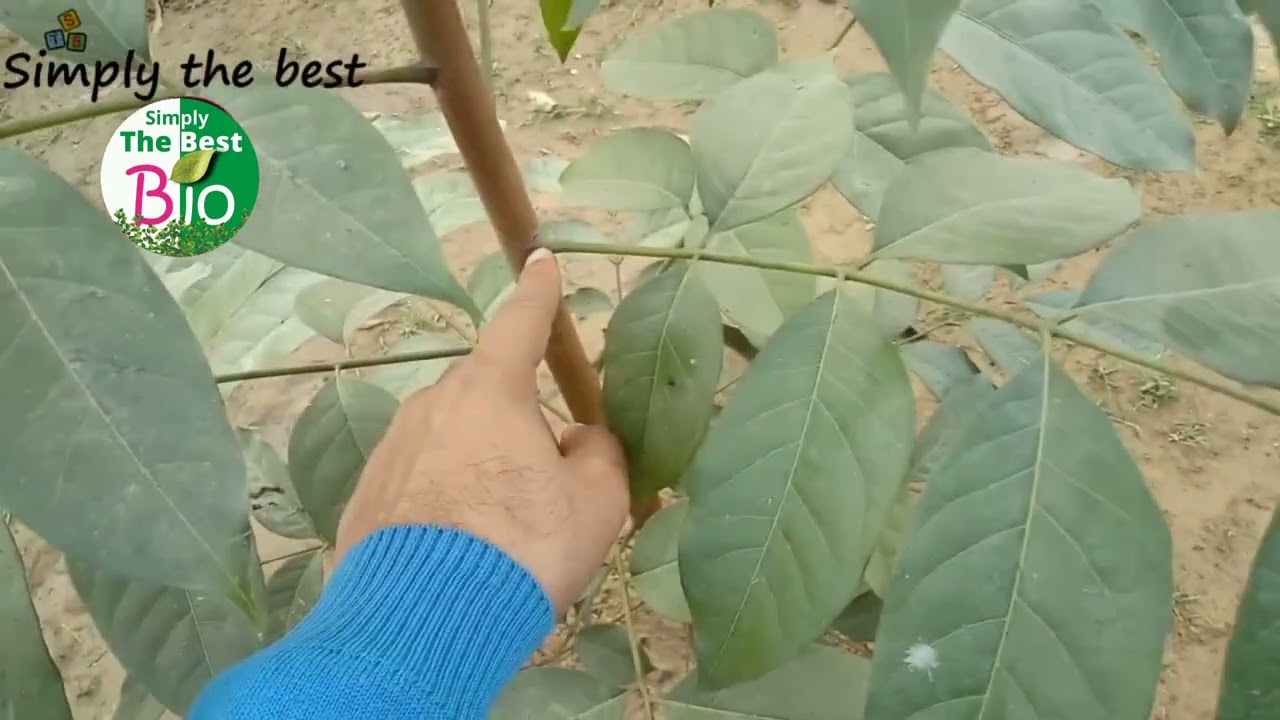What Is The Difference Between Leaf And Leaflet By Simply The Best BIO What Is The Difference Between Leaf And Leaflet By Simply The Best BIO
