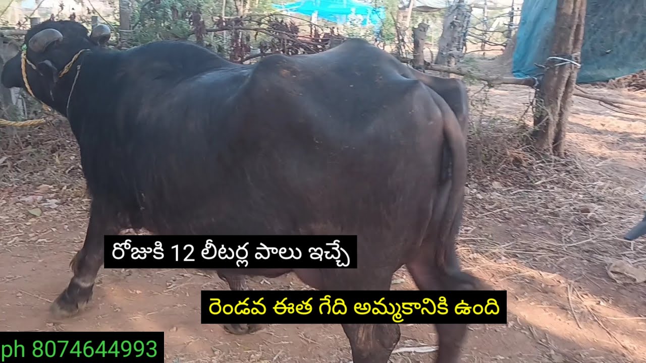 రెండవ ఈత గేది అమ్మకానికి ఉంది | 2nd lactation buffalo for sale | buffalo sale | gedula pavan | barre