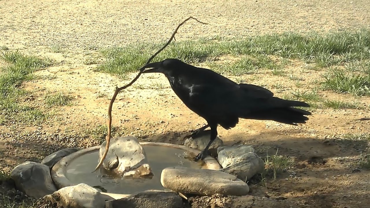 Raven does some rearranging of furniture!