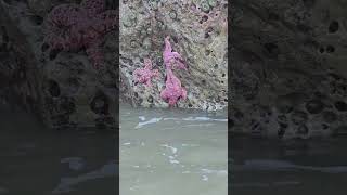 Oregon Coast Low Tide                            #ocean #sea
