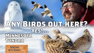 SNOWY OWLS! winter bird photography Glacial Ridge NWR Prairie Chicken Snow Bunting Minnesota Tundra