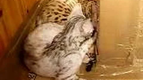 Watch the video about Bengal silver + f4