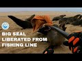Seal Bull Liberated From Fishing Line Entanglement