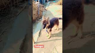 Todo Barking Other Dogs