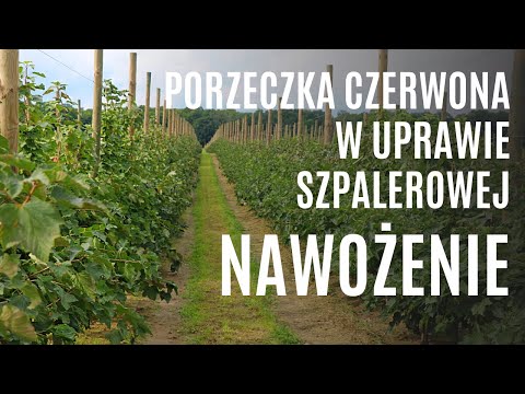 Wideo: Jak Wybrać Odmiany Czerwonych I Białych Porzeczek I Wyhodować Wysoki Plon Jagód