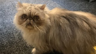 Is My Persian Cat Hungry? Elsa's Meow Test