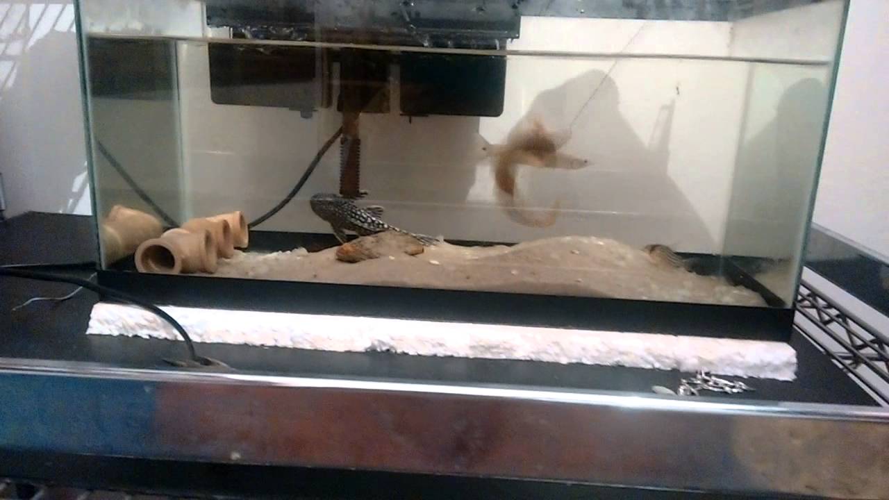 video editing software free Alimentando os fishs