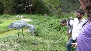 A Humble Chat With A Shoebill. Balaeniceps Rex