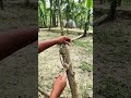Satisfying Wood and Rope Crafting | Master Your Skills #knots #shorts
