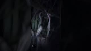 Whats in the tree?