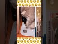 The cat wants to lose weight. Can a cat lose weight?
