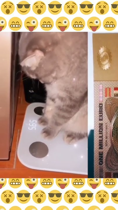 the-cat-wants-to-lose-weight-can-a-cat-lose-weight-youtube