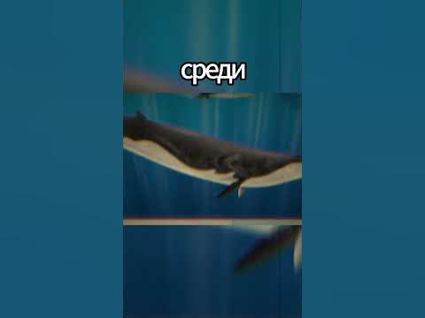 Финвал Безумно Огромное существо! - YouTube