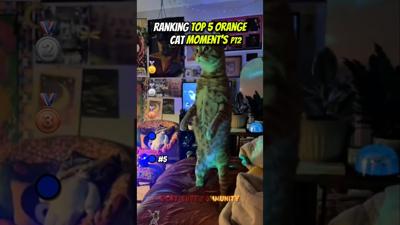 Топ-5 моментов с оранжевым котом (Часть 2)