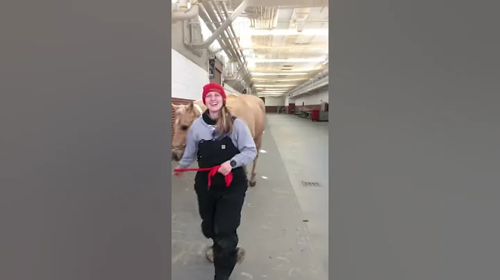 pal trot resolution