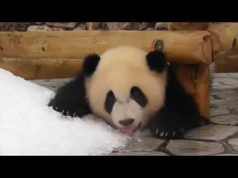 パンダの赤ちゃん300日祝いの竹をかじる動画がかわいい Youtube