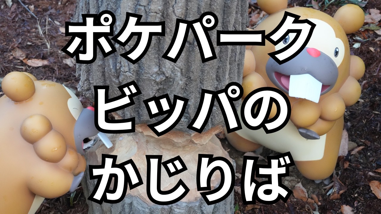 【ポケパークカントー５】ポケモンフォレスト ビッパのかじりば