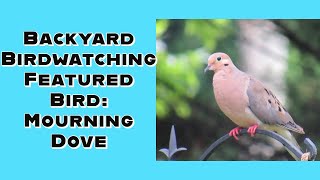 Backyard Birdwatching - Mourning Doves