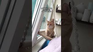 Ручная работа #wunjotravelcat #wunjo #wunjocat #путешествующий #котвуньо #вуньо