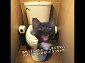 性別適合手術後、初トイレでスプリンクラーオシッコに絶叫#shorts #short #lgbt #猫ミーム #shortvideo #funny