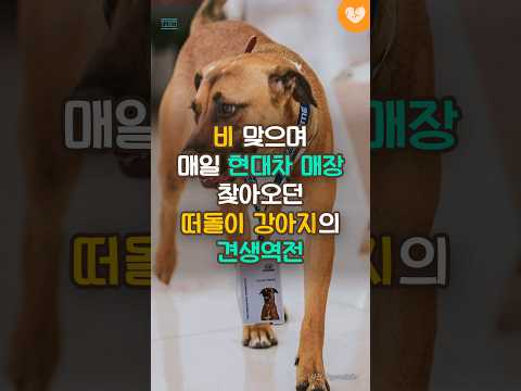 비 맞으며 매일 현대차 매장 찾아오던 떠돌이 강아지의 <strong>견생역전</strong> #shorts #강아지 #현대자동차