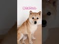 【親の顔が見てみたい】⁣赤豆柴 ココくん✨⁣#shorts [I want to see my parents' faces]⁣Red Bean Shiba Coco-kun✨⁣I Love Dog