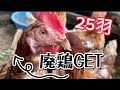 25羽の廃鶏を購入!