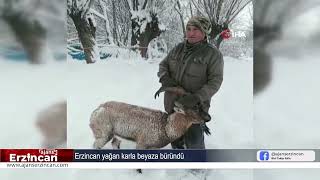Köpeklerin Saldırısına Uğrayan Dağ Keçisini Muhtar Kurtardı