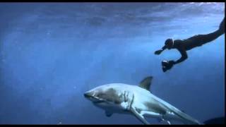 Great White Shark 3D