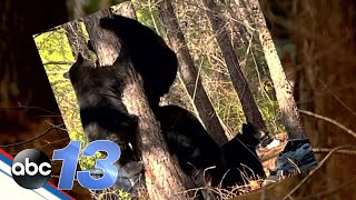 More safety issues arise around homeless camps after bear family seen foraging in new camp
