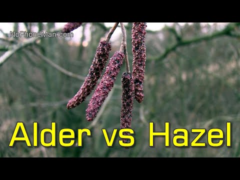 Video: Alder Tree Identification - Recognizing An Alder Tree In The Landscape