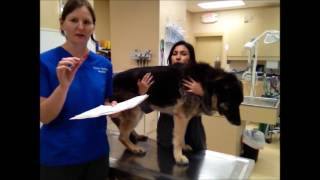 Task 36: Subcutanous Injection Dog