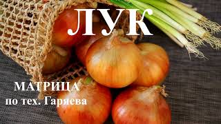 Лук🌞Лечебная Матрица По Тех. Петра Гаряева💠Onion🌞Healing Matrix Of Peter Garyaev