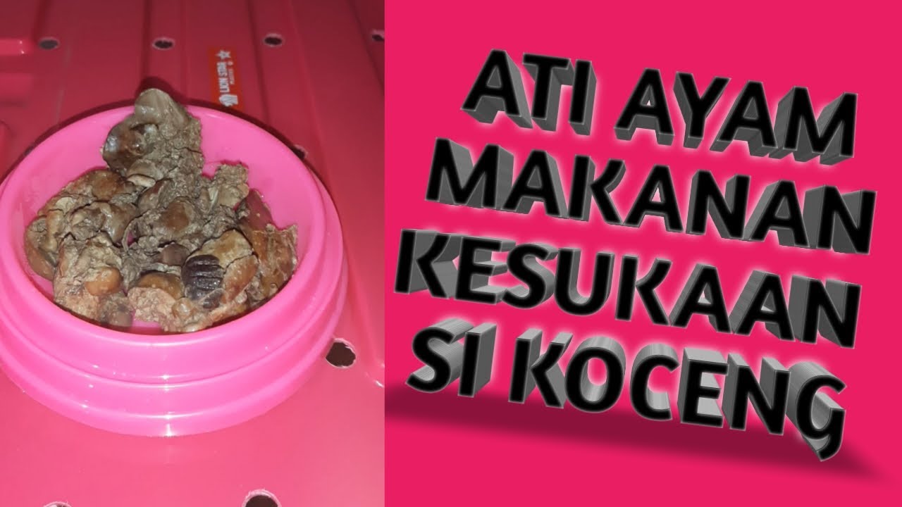 KESUKAAN MAKANAN KOCENG - YouTube