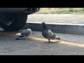 날지못하는 비둘기새끼와 엄마비둘기 쿠쿠 Dove mother and flightless pigeon