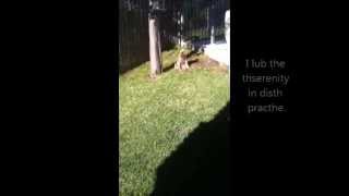 Griffon Dog Sits Funny - Miyow & Barkley