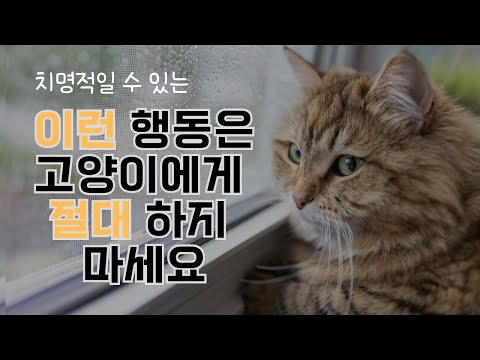 "이런 행동" 이 고양이에게 치명적일 수 있습니다(고양이가 싫어하는 행동 6가지)