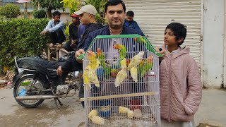 Birds Market Lalukhet Sunday Video Latest Update  4-2-24 in Urdu